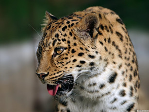 Картинка животные леопарды леопард морда язык