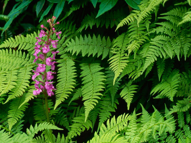 Обои картинки фото purple, fringed, orchid, great, smoky, mountains, north, carolina, цветы, орхидеи