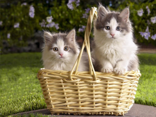 Картинка животные коты котята корзина