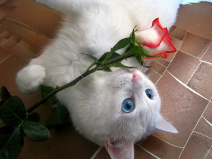 Картинка животные коты роза