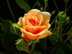 Картинка цветы розы ford mustang cobra бутоны желтый капли