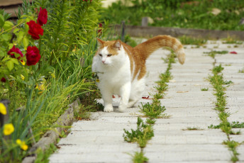Картинка животные коты трава цветы