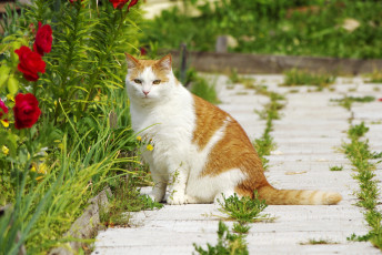 Картинка животные коты трава цветы