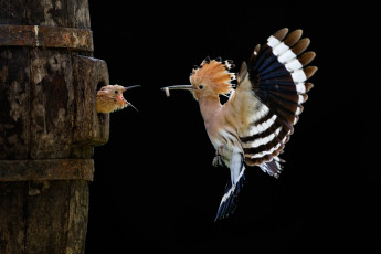 Картинка животные удоды птенец полет птица