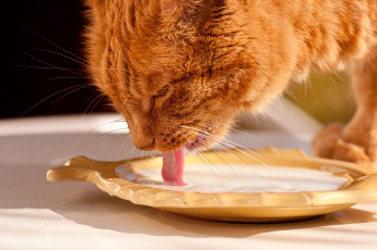 Картинка животные коты рыжий кот молоко язык морда лакает