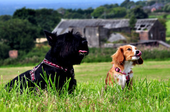 Картинка животные собаки спаниель терьер трава