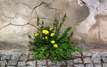 Картинка цветы одуванчики камни стена одуванчик