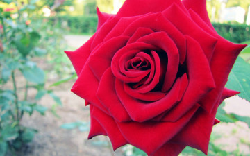 Картинка цветы розы ford mustang cobra роза