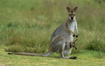 Картинка животные кенгуру малыш трава