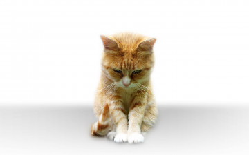Картинка животные коты котик рыжий