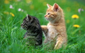 Картинка животные коты в траве внимание котята