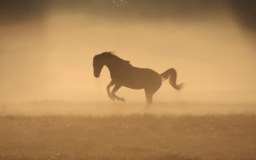 Картинка животные лошади утро туман лошадь