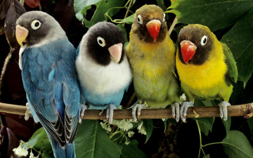 Картинка животные попугаи на ветке рядком