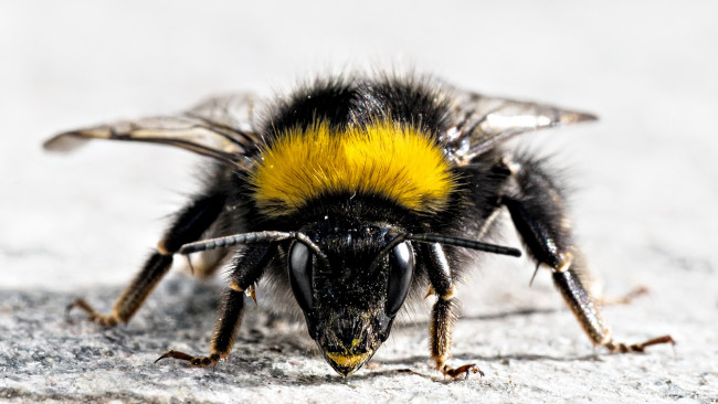 Обои картинки фото bumblebee, животные, пчелы, осы, шмели, грозный, вид