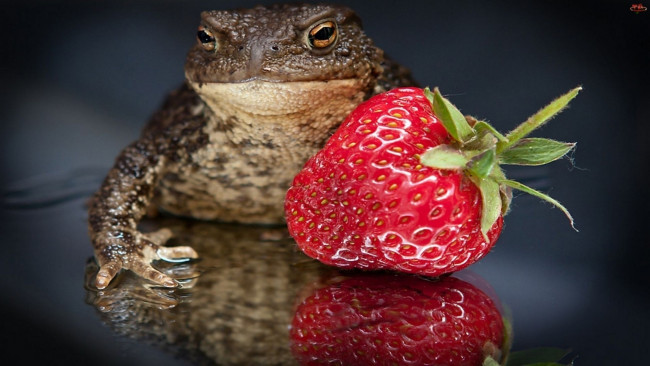 Обои картинки фото животные, лягушки, клубника, ягода, жаба