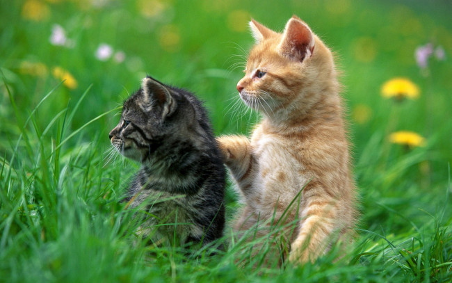 Обои картинки фото животные, коты, в, траве, внимание, котята