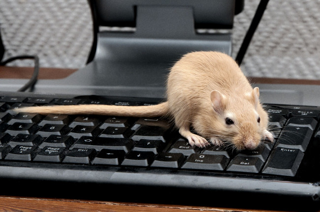 Обои картинки фото животные, крысы, мыши, крыса, клавиатура