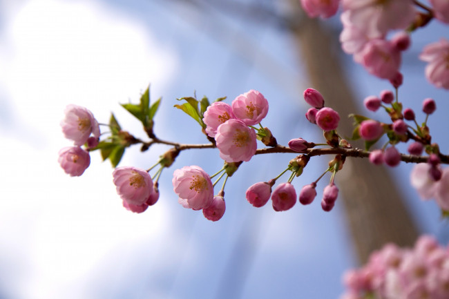 Обои картинки фото цветы, сакура, вишня, ветка, цветение, розовый