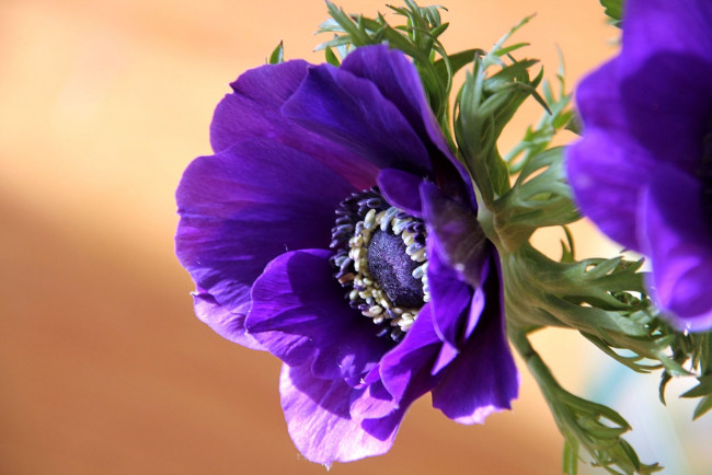 Обои картинки фото цветы, анемоны, адонисы, фиолетовый