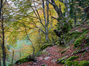 Картинка природа дороги осень тропинка лес
