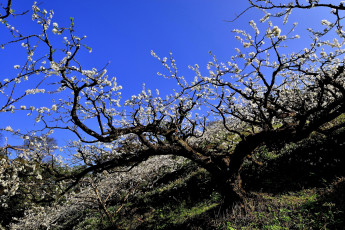 Картинка природа деревья склон небо весна цветёт дерево