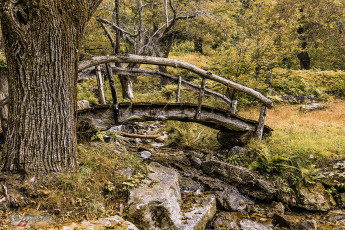 Картинка природа лес мостик ручей