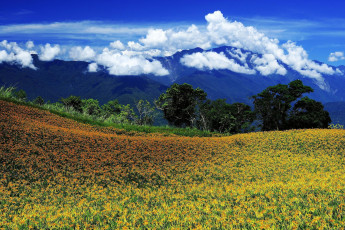 Картинка природа луга цветы луг облака небо горы