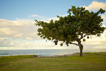 Картинка природа деревья дерево берег море