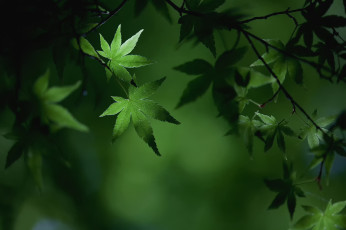 Картинка природа листья макро лето клён листва ветки