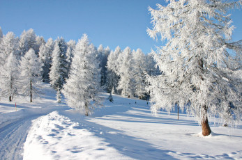 Картинка природа зима деревья снег пейзаж