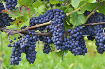 Картинка природа Ягоды +виноград кисти лоза