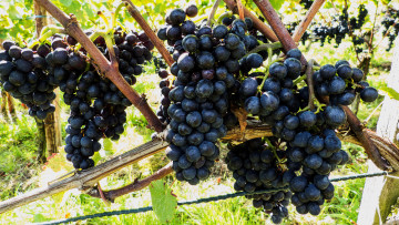 Картинка природа Ягоды +виноград кисти лоза