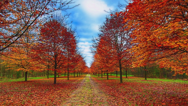 Обои картинки фото природа, дороги, осень, листва, тракт, лес