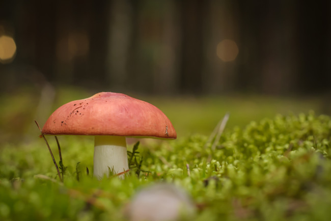 Обои картинки фото природа, грибы, трава, луг, макро, гриб
