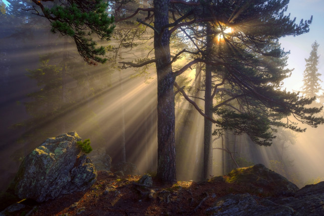 Обои картинки фото природа, лес, камни, деревья, солнца, лучи, свет, утро