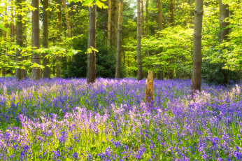 Картинка природа лес цветы трава опушка деревья