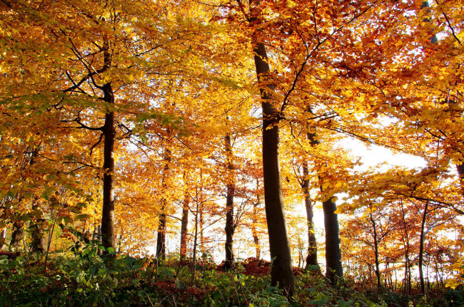 Обои картинки фото природа, лес, осень, деревья, листья