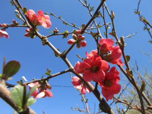 Картинка цветы айва весна 2018