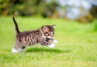 Картинка животные коты малыш котенок прыжок