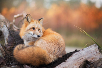 Картинка животные лисы лиса пень рыжая