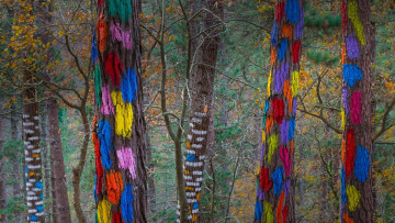 Картинка природа лес испания краски бискайя деревья живой