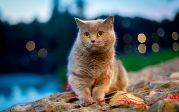 Картинка британская+кошка животные коты cute animals домашние британская кошка вечер pets