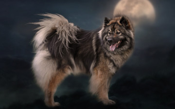 Картинка животные собаки фон луна евразиер собака