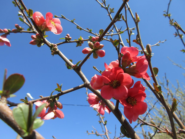 Обои картинки фото цветы, айва, весна, 2018