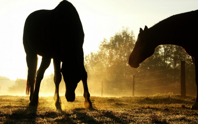 Обои картинки фото животные, лошади, загон, утро, силуэты, туман