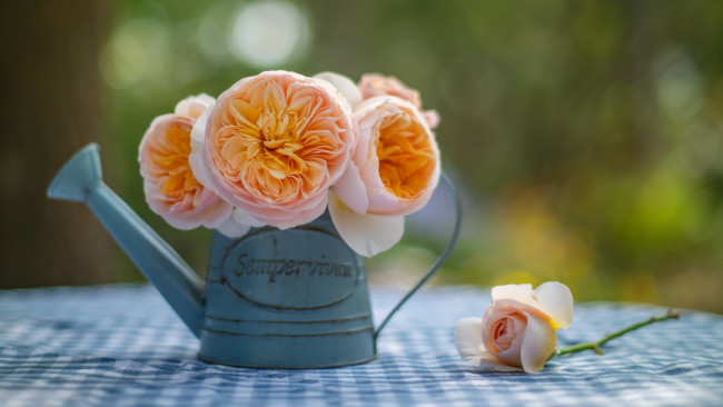 Обои картинки фото цветы, розы, лейка, букет, персиковые