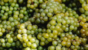 Картинка еда виноград зеленый много