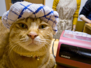 Картинка животные коты рыжий кот султан