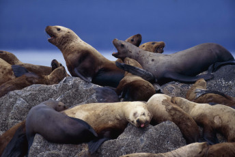 Картинка животные тюлени морские львы котики лежбище