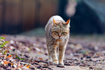 Картинка животные дикие кошки wildcat